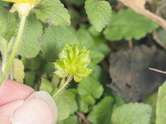 Ranunculus sieboldii