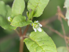 Stellaria aquatica