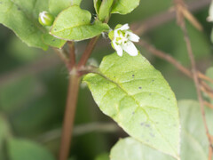 Stellaria aquatica