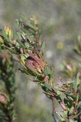 Leucadendron modestum