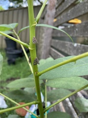 Scolypopa