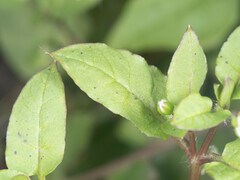 Stellaria aquatica