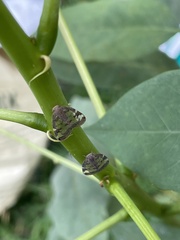 Scolypopa