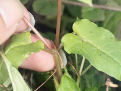 Stellaria aquatica