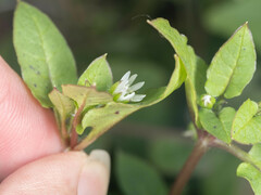 Stellaria aquatica