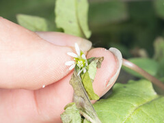 Stellaria aquatica