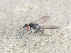 Limnophora