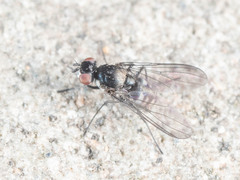 Limnophora