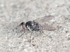 Limnophora