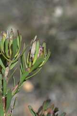 Leucadendron modestum