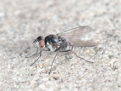 Limnophora