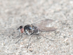 Limnophora