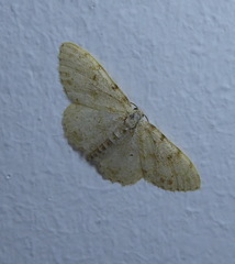 Scopula luridata
