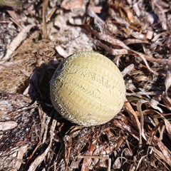 Amblypneustes pallidus