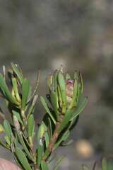 Leucadendron modestum