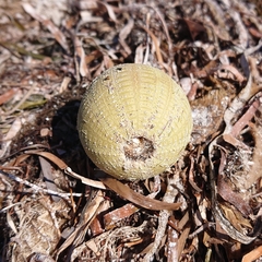 Amblypneustes pallidus