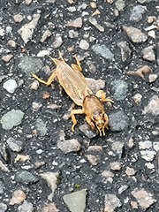 Neoscapteriscus vicinus