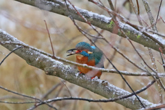 Alcedo atthis