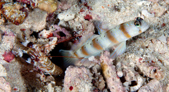 Amblyeleotris arcupinna