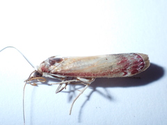 Syntonarcha iriastis