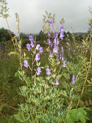 Aconitum plicatum