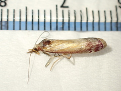 Syntonarcha iriastis