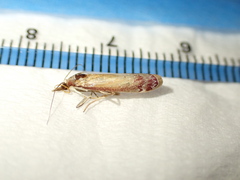 Syntonarcha iriastis