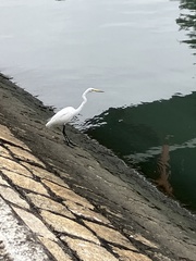 Ardea alba
