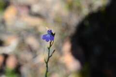 Lobelia capillifolia
