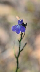 Lobelia capillifolia