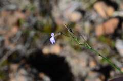 Lobelia capillifolia
