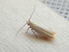 Scieropepla polyxesta