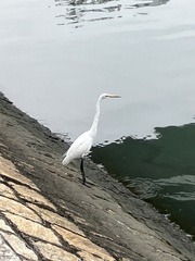Ardea alba