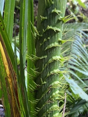 Calamus moti