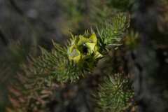 Leucadendron laxum