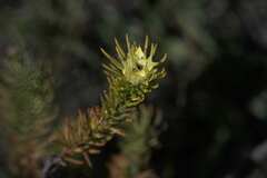 Leucadendron laxum