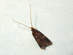 Lecithocera terrigena