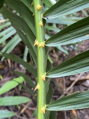Calamus moti