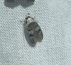 Scatochresis innumera