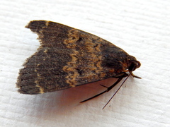 Hydrillodes lentalis