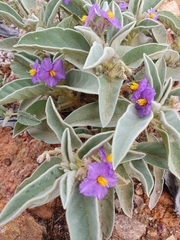 Solanum quadriloculatum