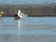 Chroicocephalus cirrocephalus