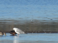 Chroicocephalus cirrocephalus