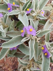 Solanum quadriloculatum