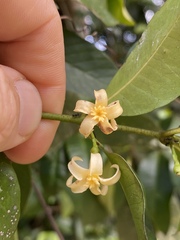 Melodinus acutiflorus