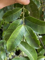 Melodinus acutiflorus