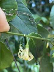 Melodinus acutiflorus