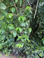 Melodinus acutiflorus