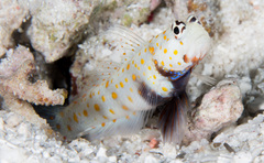 Amblyeleotris guttata