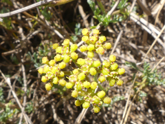 Notobubon collinum